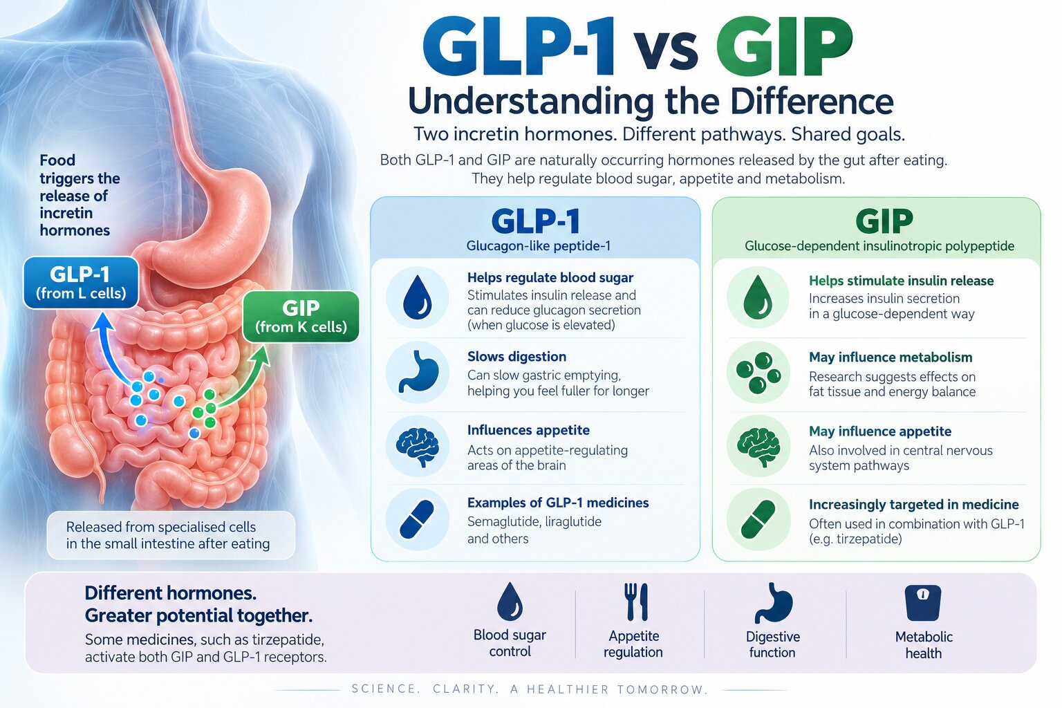 GLP-1 vs GIP: Understanding the Difference GLP-1 vs GIP: Understanding the Difference